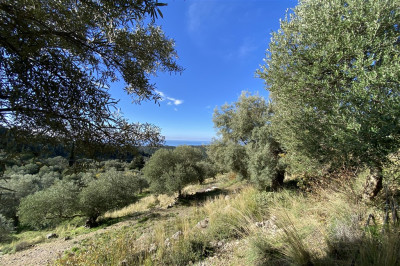AgNikitasGardenOlivetrees002.jpg
